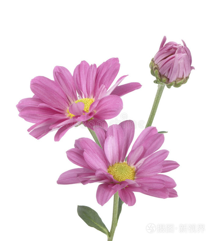 粉红雏菊