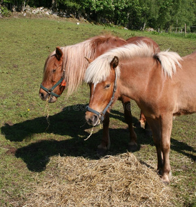 两匹马在田里