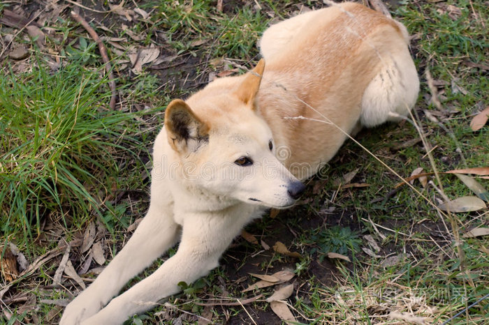 下载小样发票合同问题/举报野狗的肖像野狗澳大利亚牧羊犬一群非洲