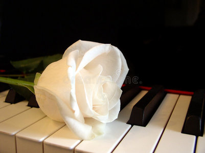 钢琴琴键上的乳白色玫瑰