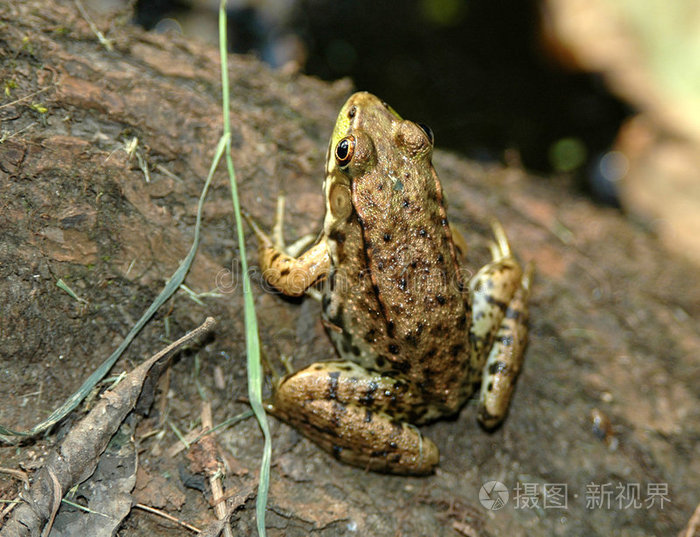 小青蛙