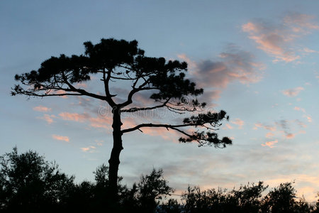 科西嘉岛的松树
