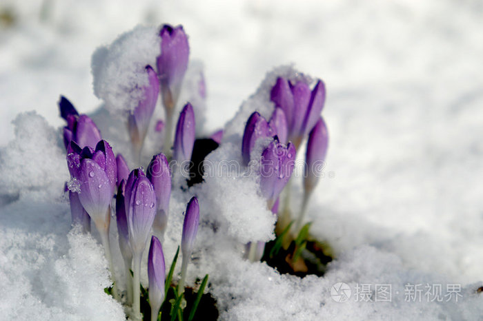 雪中番红花春天