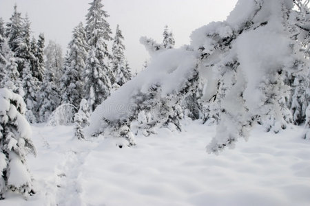 雪树枝