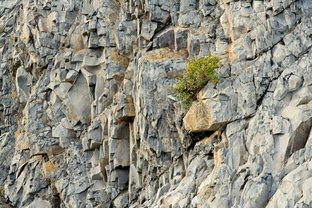 砂砾 灌木 释放 纹理 生活 石头 沿海 自然 假山 挖掘