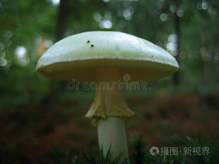 野蘑菇