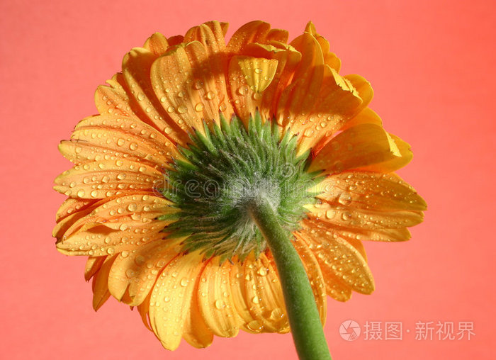 下载小样发票合同问题/举报雨中的水仙花白底向日葵雨后牡丹红黄