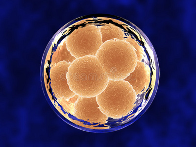 12细胞膜内胚胎