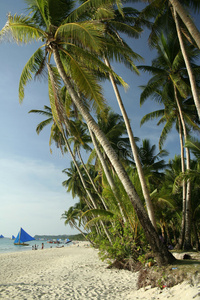 长滩岛白色海滩棕榈树菲律宾