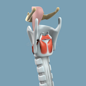 喉解剖
