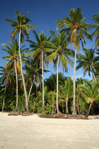 热带海滩长滩棕榈树菲律宾