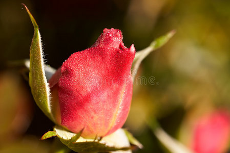 玫瑰花蕾图片