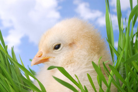 藏在草地上的可爱小鸡