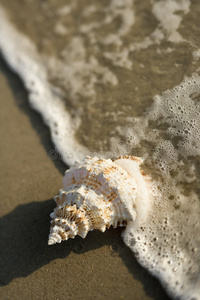海螺壳在波浪中。