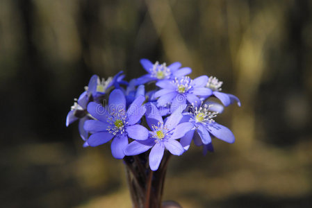 蓝色春花