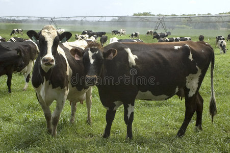 奶牛与灌溉