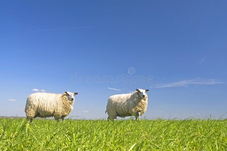蓝天草地上的羊