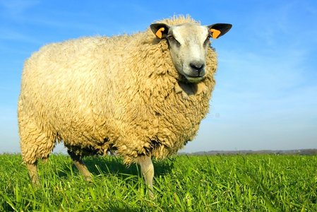蓝天草地上的羊