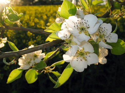 苹果花油菜田