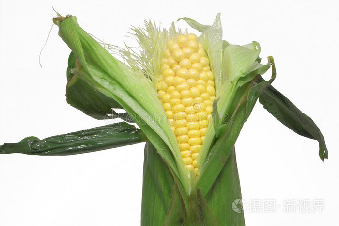 玉米穗