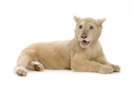 白狮幼崽5个月