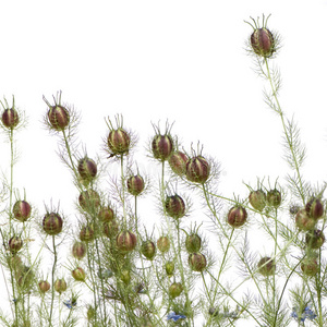 野生植物图片