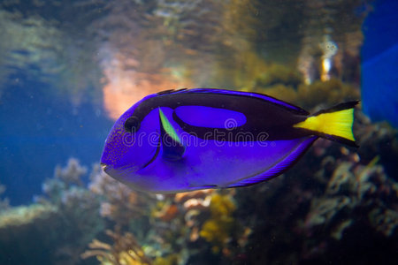 热带珊瑚礁鱼