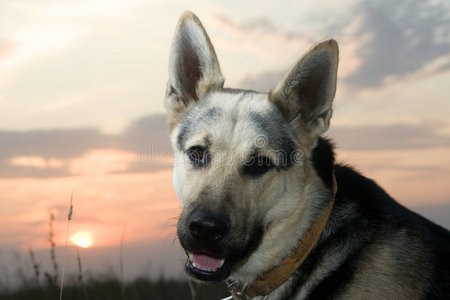 阿尔萨斯犬