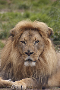 非洲狮画像4