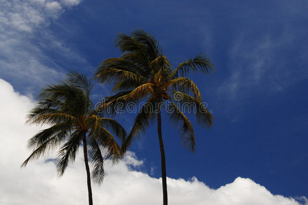 夏威夷的棕榈树图片