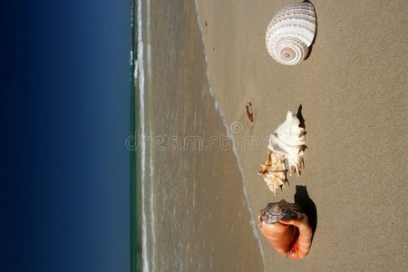 海滩上的贝壳