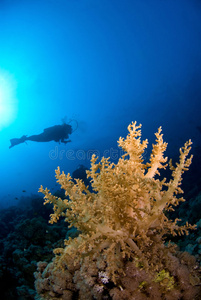珊瑚潜水
