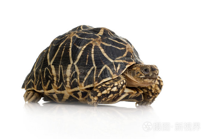 印度星龟