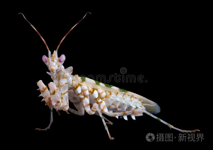 黑色的带刺花螳螂