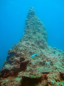 独特的珊瑚礁形成