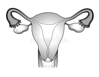 女性生殖系统图解2