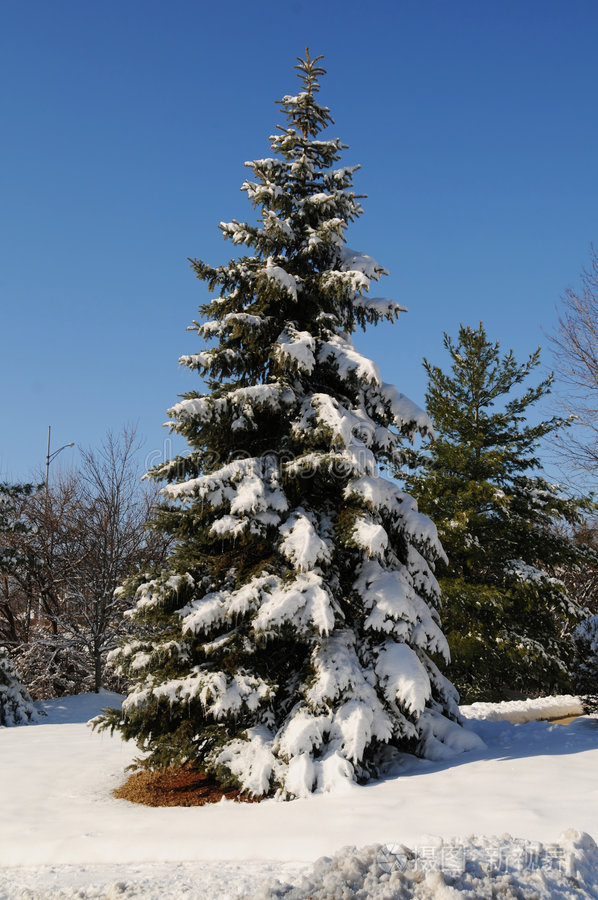 雪松
