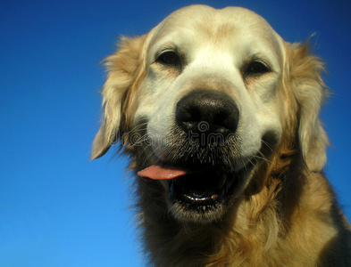 金毛猎犬微笑肖像