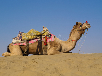 坐在沙丘上的骆驼