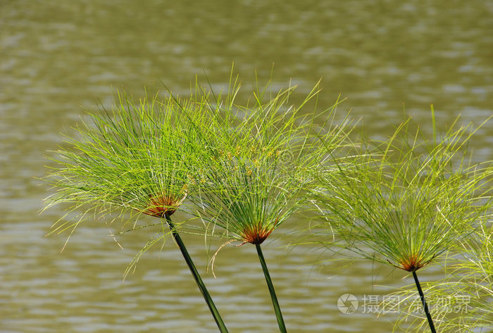 纸莎草