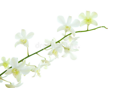 白石斛兰花梗图片