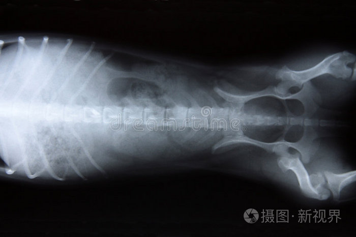 狗x光片