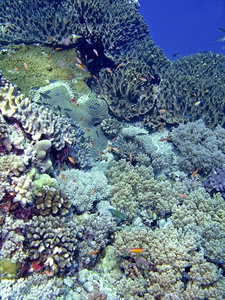腊阳腊阳珊瑚礁图片