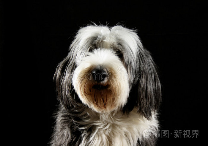 狗胡子牧羊犬