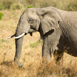 非洲象马赛马拉肯尼亚