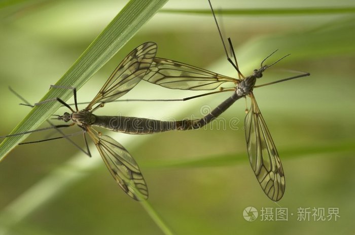 余/忆童稚时,能/张目对日,明察秋毫