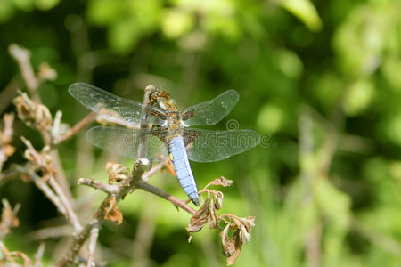 宽体猎手，libellula Depresta