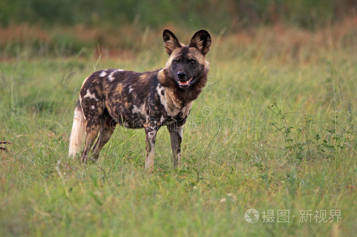 非洲野狗
