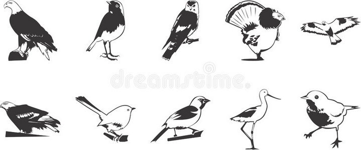 鸟类插图