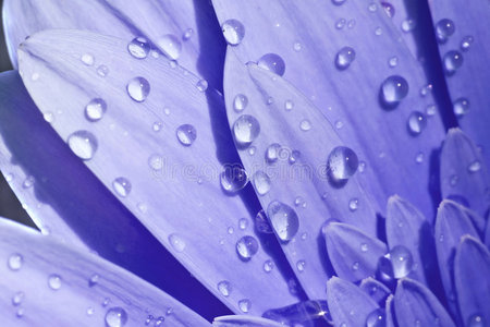 一朵带水滴的蓝色花朵特写